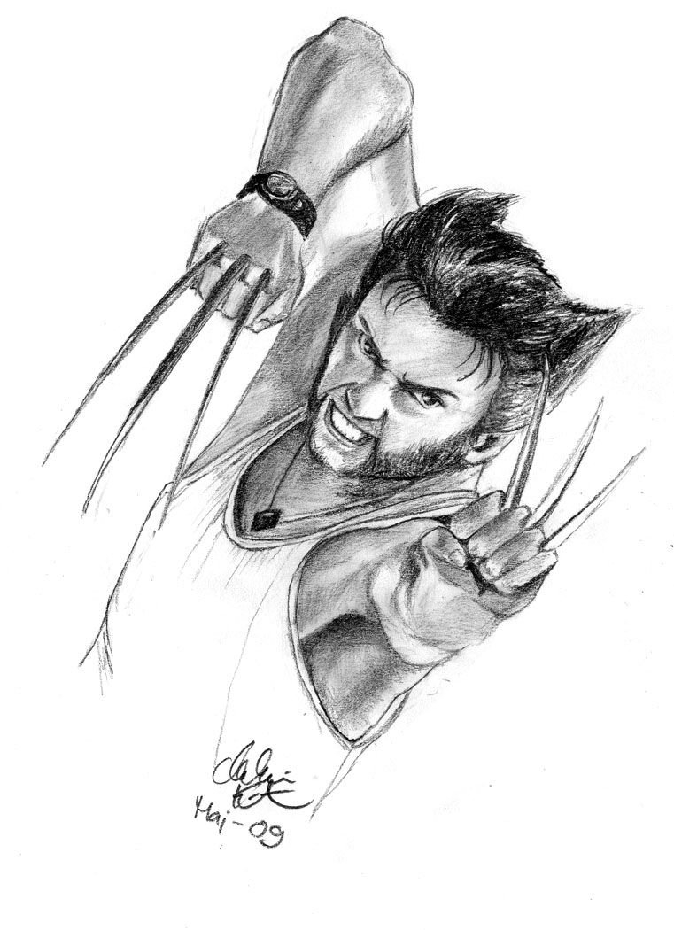 Wolverine Animal Drawing at PaintingValley.com | Explore collection of