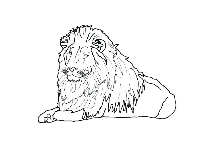 710x533 lion drawing outline lion drawing outline lion outline - Pencil Drawing Outline