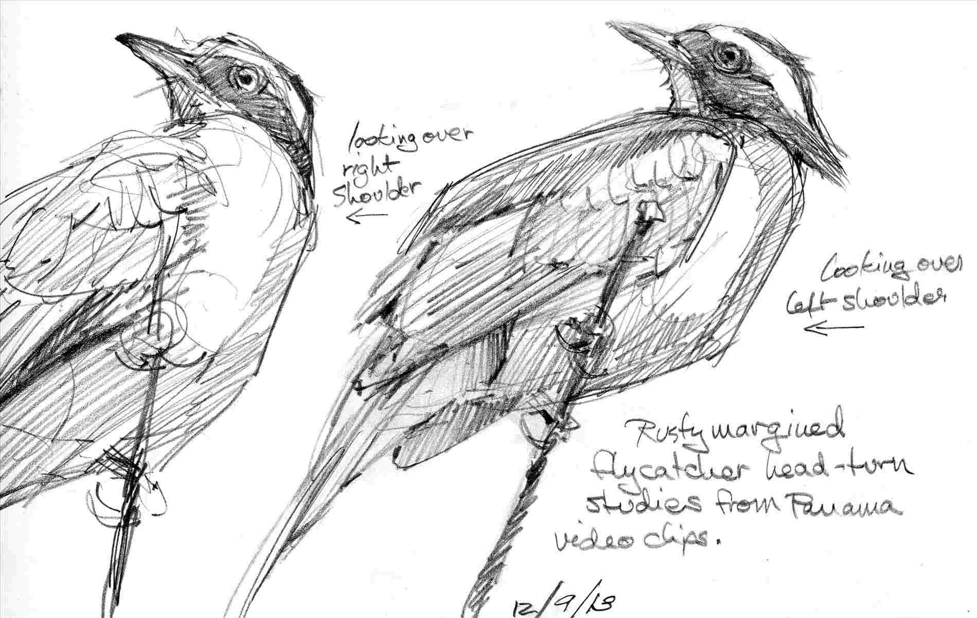 1899x1203 pencil outline drawings of birds pencil sketch easy birds drawing - Pencil Drawing Outline