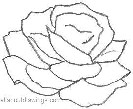 271x222 Beautiful Rose Pencil Drawings - Pencil Drawing Outline