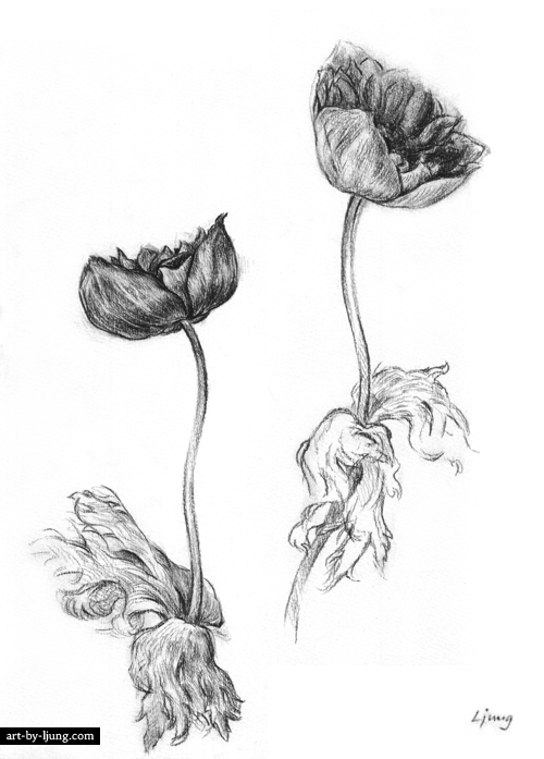 500x697 pencil drawings of landscapes, wild flowers - Pencil Drawing Pictures