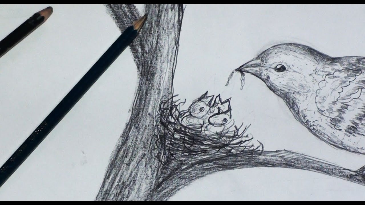 1280x720 how to draw birds nest step - Pencil Drawing Pictures Of Birds