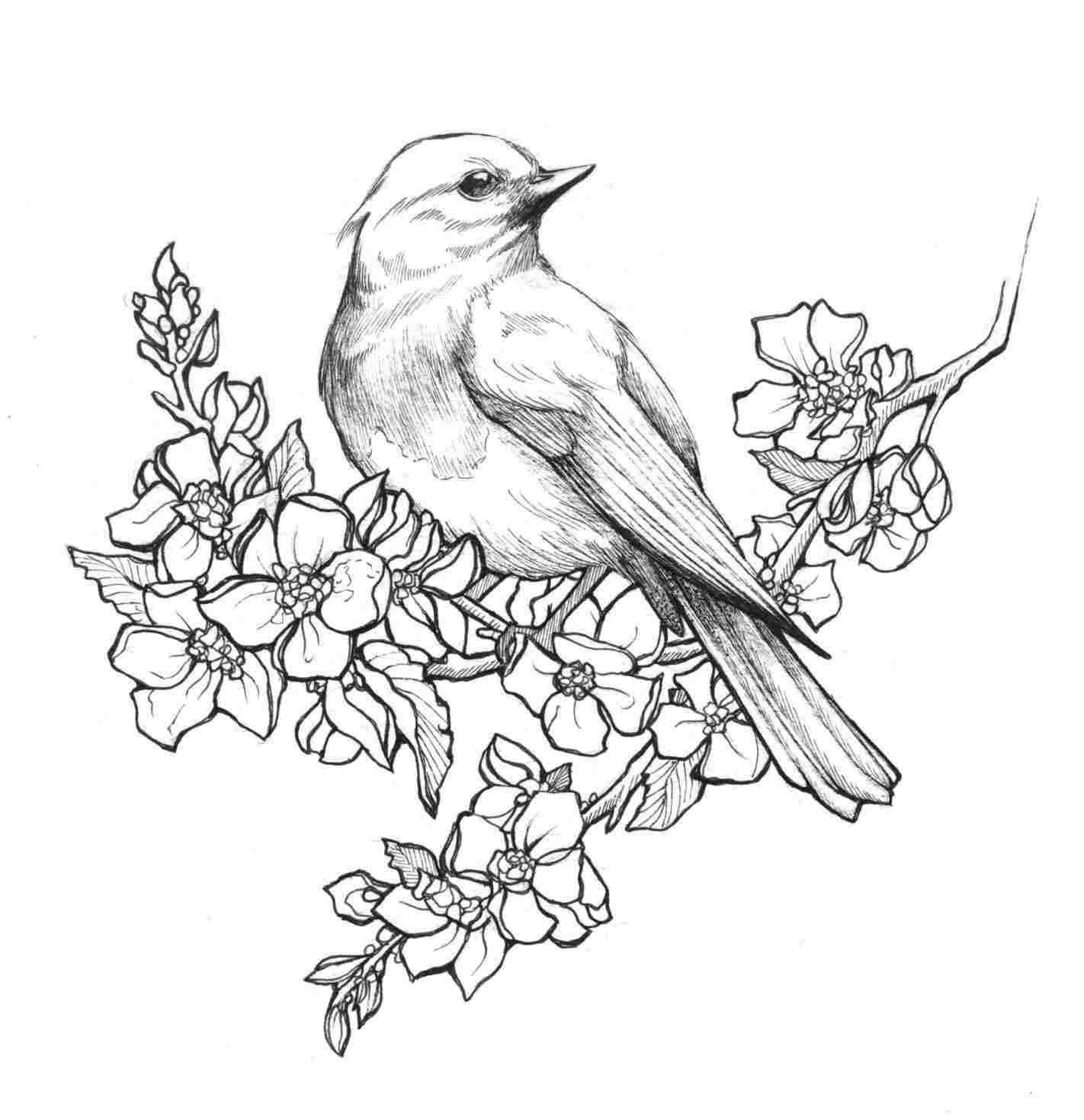 Birds Pencil Drawing: A Beginner's Guide to Capturing the Beauty of ...