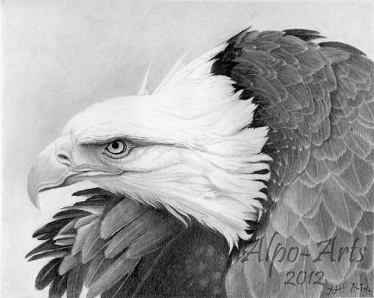 540x430 realistic pencil drawings of birds - Pencil Drawing Pictures Of Birds
