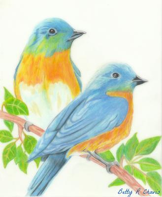 329x400 colored pencil drawing of blue birds - Pencil Drawing Pictures Of Birds