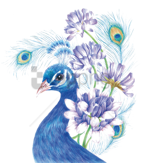 480x553 coloured pencil drawing birds png image with transparent - Pencil Drawing Pictures Of Birds