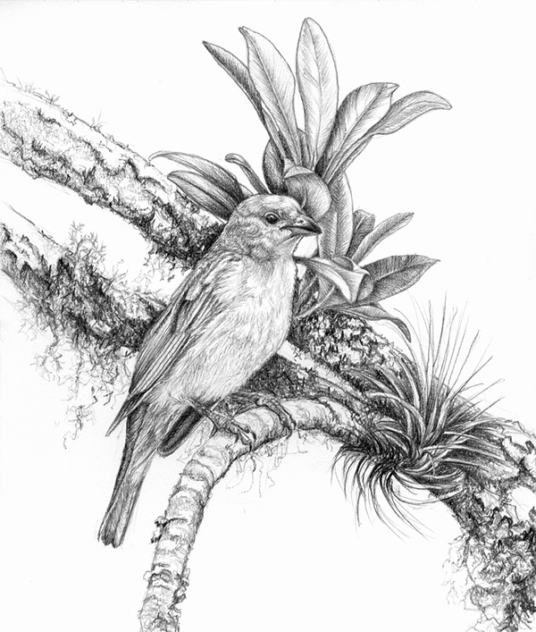 600x707 birds - Pencil Drawing Pictures Of Birds