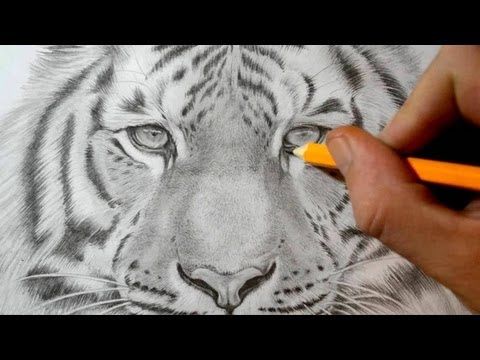 480x360 drawing video how to draw a tiger realistic pencil drawing - Pencil Drawing Video