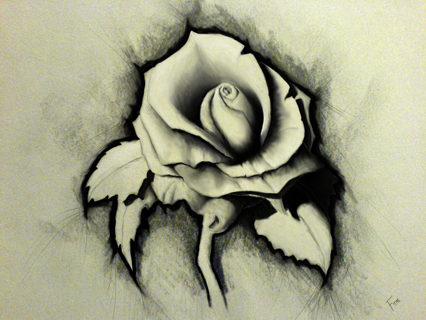 1632x1224 rose pencil drawing hd wallpaper - Pencil Drawing Wallpaper