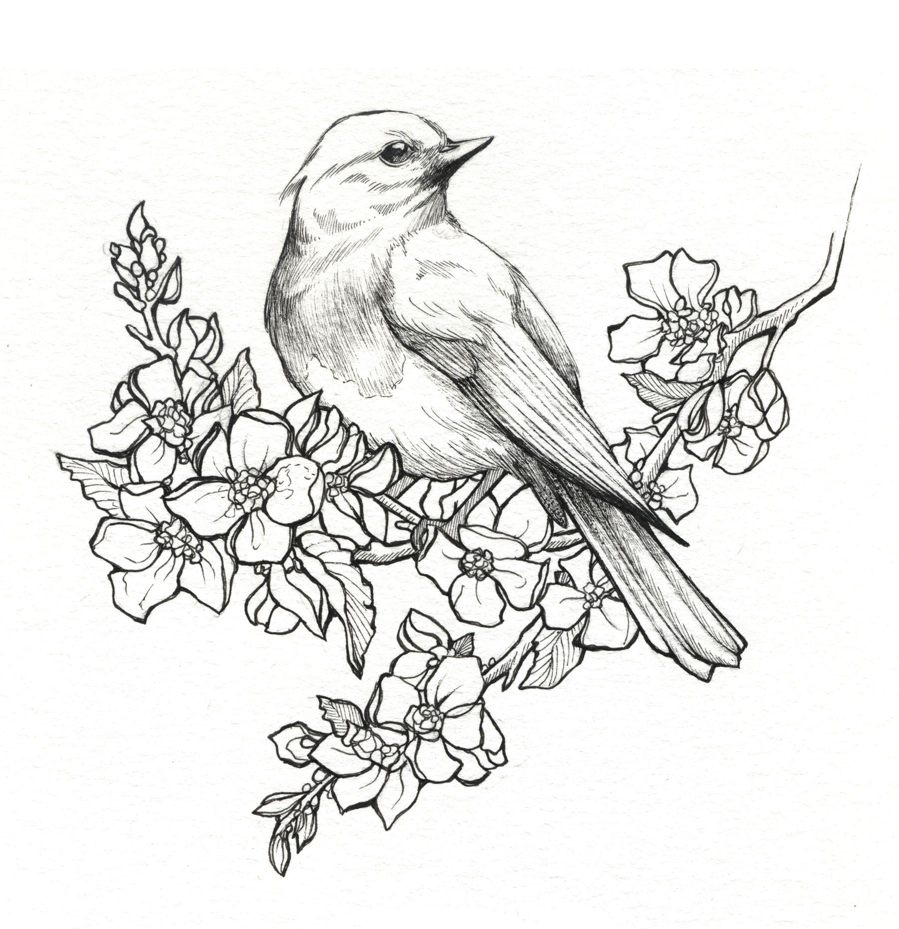 1800x1860 Bird Pencil Drawing Art - Pencil Drawing Wallpaper