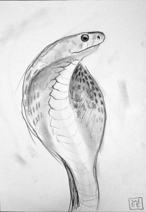 506x735 Buy Pencil Drawings Cobra In Your Animals Drawings - Pencil Drawings
