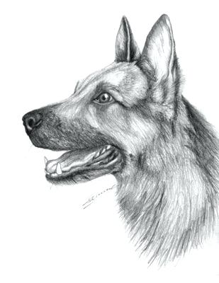309x400 animals pencil drawings recent posts animal step - Pencil Drawings Of Animals
