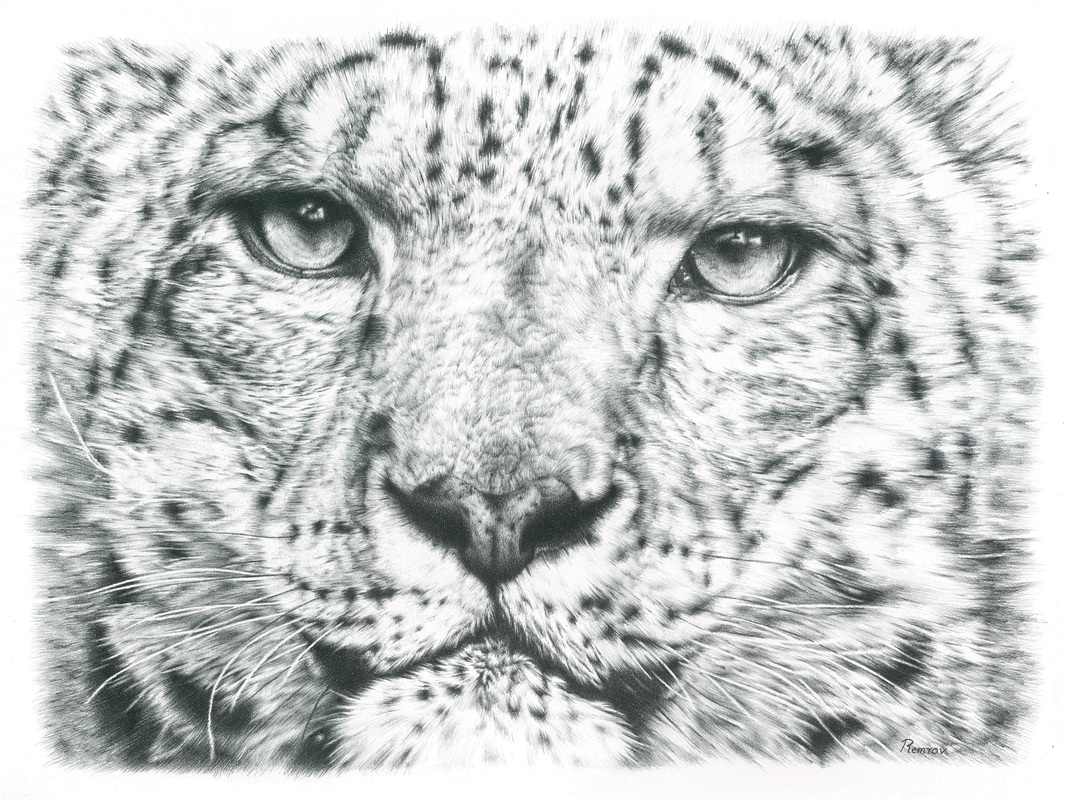 1065x800 photorealistic pencil drawings of animals - Pencil Drawings Of Animals