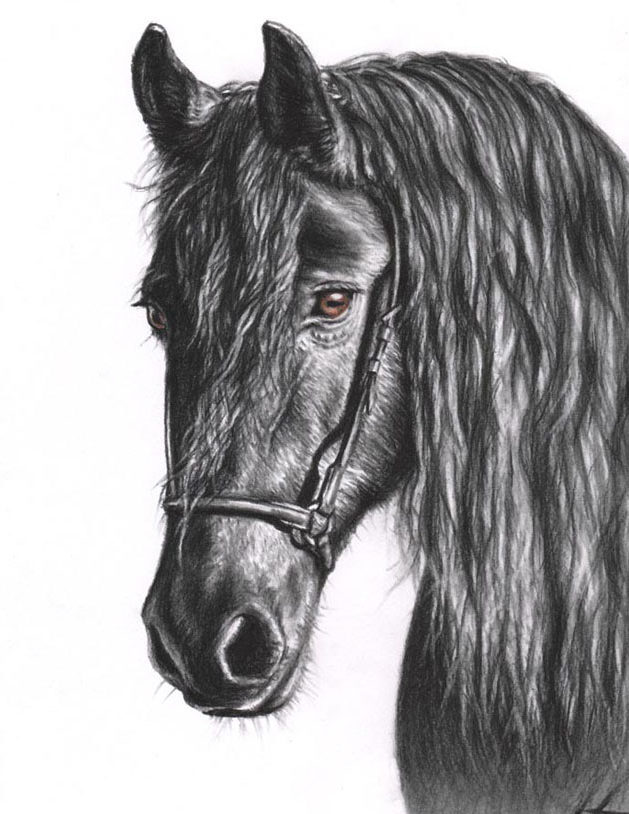 629x814 Realistic Pencil Drawings Of Wild Life From Different Artist All - Pencil Drawings Of Animals