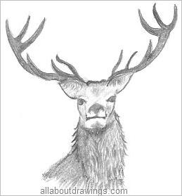 259x279 wildlife pencil drawings - Pencil Drawings Of Animals