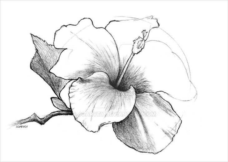 Pencil Drawings Of Flowers at PaintingValley.com | Explore collection