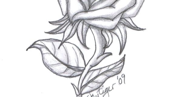 570x320 Pictures Of Roses To Draw Artistic Images Of Pencil Drawing - Pencil Drawings Of Flowers