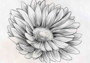300x210 Drawing Flowers With Birds With Pencil - Pencil Drawings Of Flowers