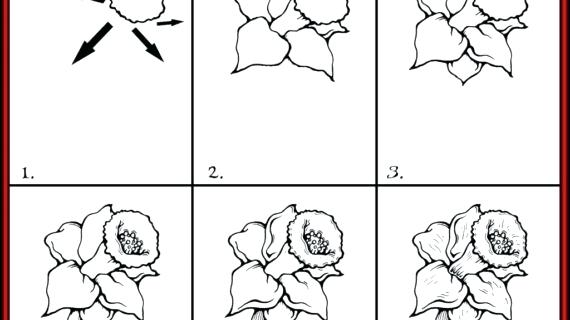 570x320 Step - Pencil Drawings Of Flowers Step By Step