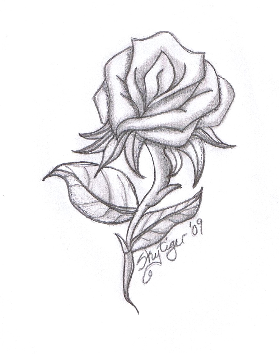 900x1142 Bunch Of Rose Pencil Drawing Love Roses Drawings Step - Pencil Drawings Of Love