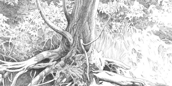 600x300 Pencil Sketches - Pencil Drawings Of Nature