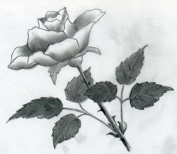 620x540 Various Rose Drawings - Pencil Drawings Of Roses And Hearts