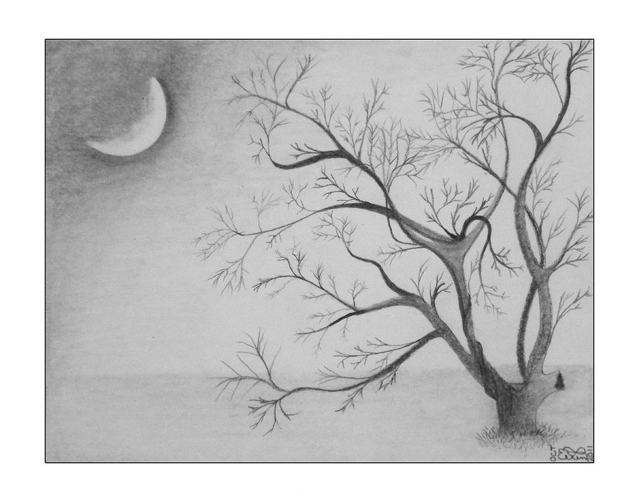 900x707 Tree Moon Light Drawing - Pencil Drawings Of The Moon