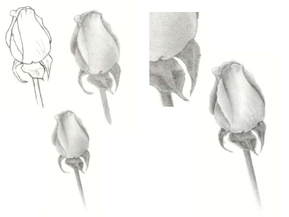 960x720 line drawing the first step in creating a realistic rose pencil - Pencil Line Drawing