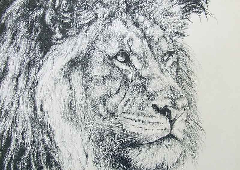 800x568 Lion Drawing In Pencil African Lion Portrait Belinda Marshall Art - Pencil Lion Drawing