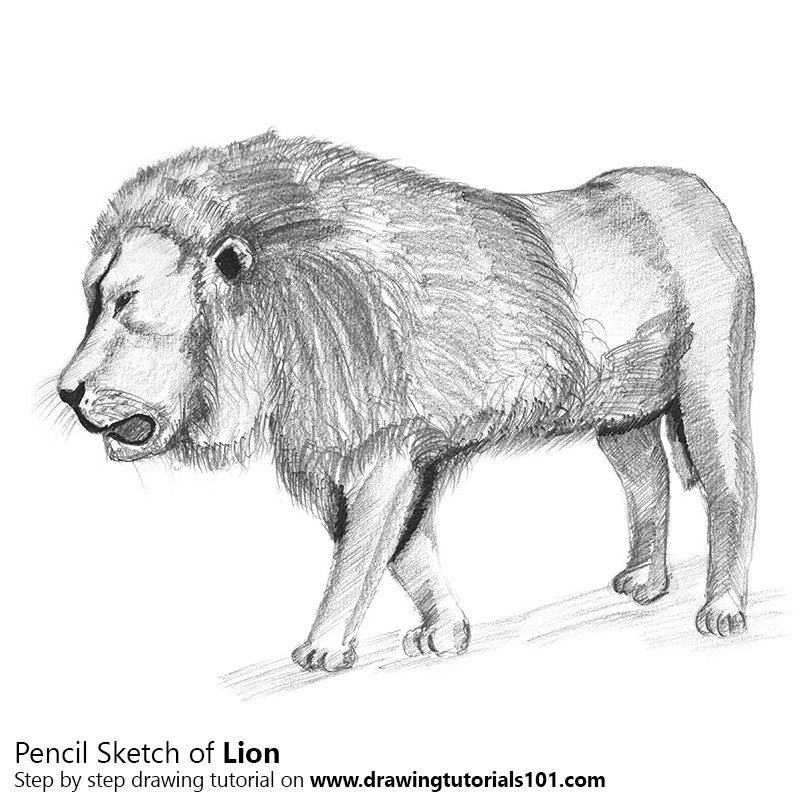 800x800 Lion Pencil Drawing - Pencil Lion Drawing