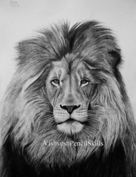 462x600 Online Art Contest - Pencil Lion Drawing