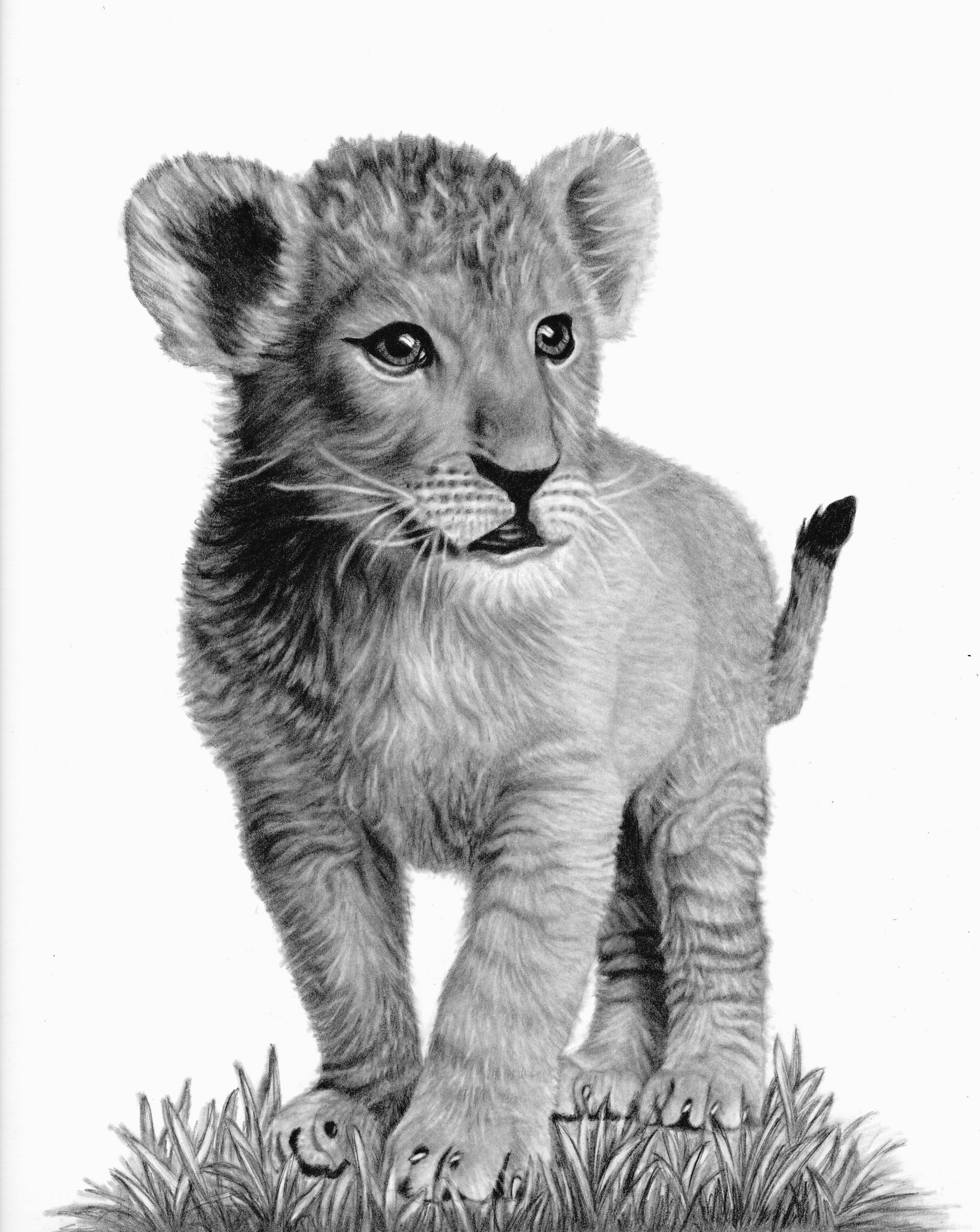 Pencil Lion Drawing at Explore collection of