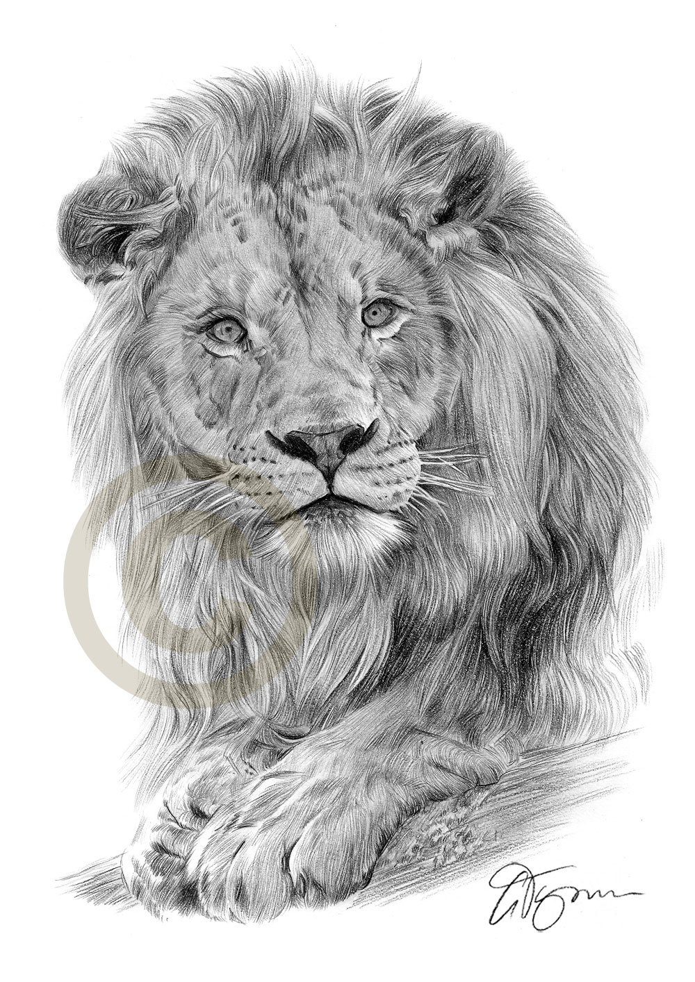 1000x1414 Pencil Drawing Of A Lion - Pencil Lion Drawing