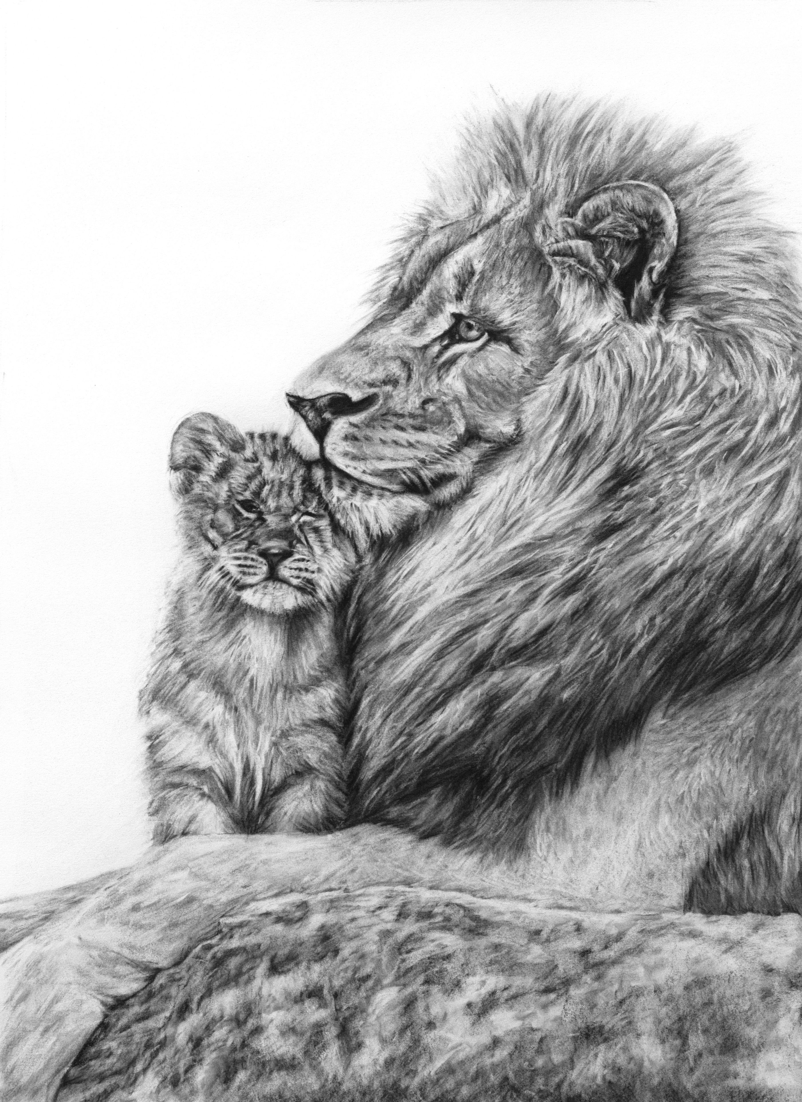 Pencil Lion Drawing at Explore collection of