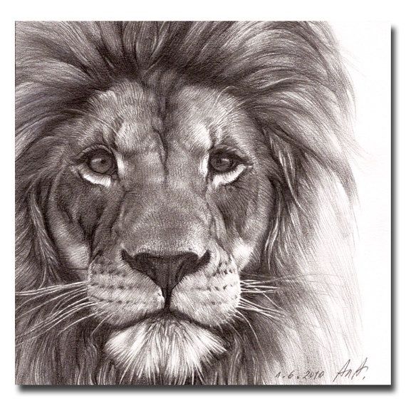 570x570 Best Pencil Drawing Of A Lion - Pencil Lion Drawing