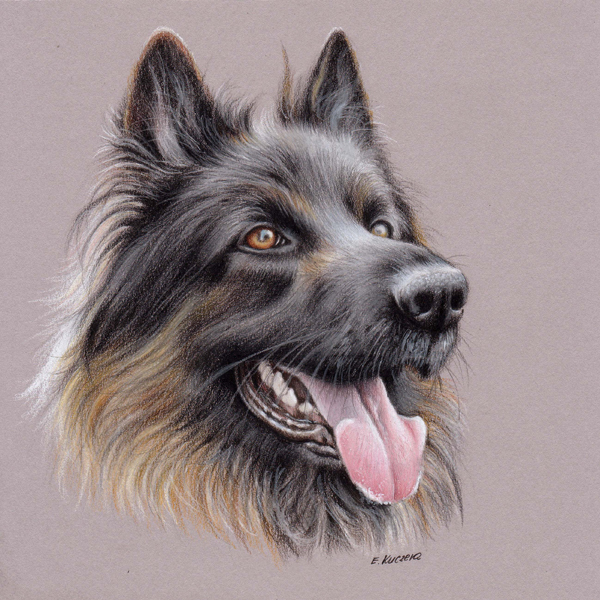600x600 uart tip drawing fur with colored pencils step - Pencil Photo Drawing