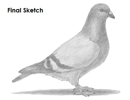 500x386 How To Draw A Pigeon - Pencil Shadow Drawing