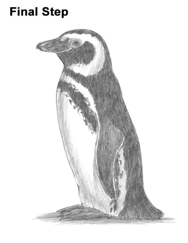 386x500 how to draw a penguin - Penguin Drawing