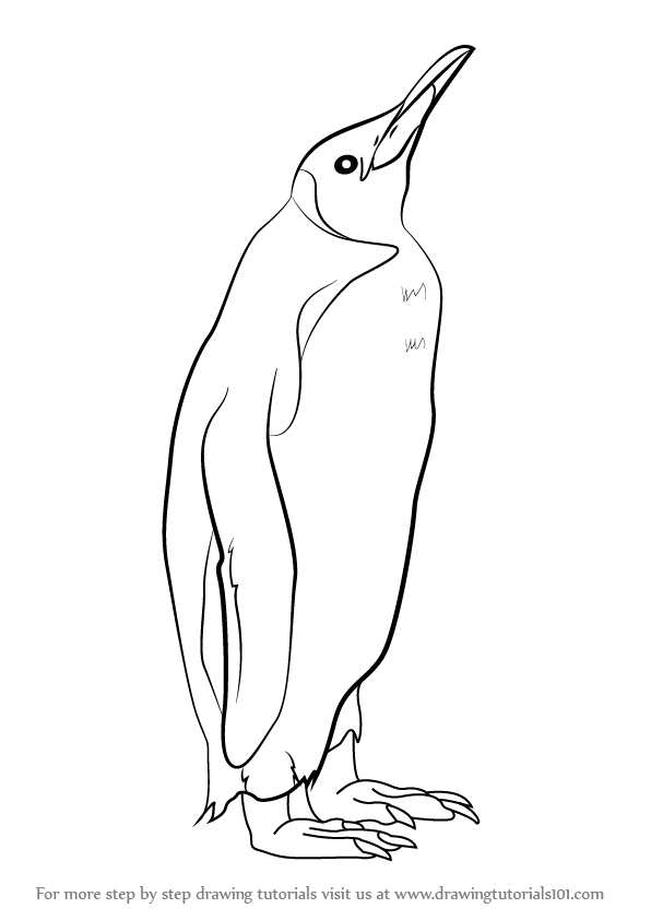 596x842 Learn How To Draw A King Penguin - Penguin Drawing