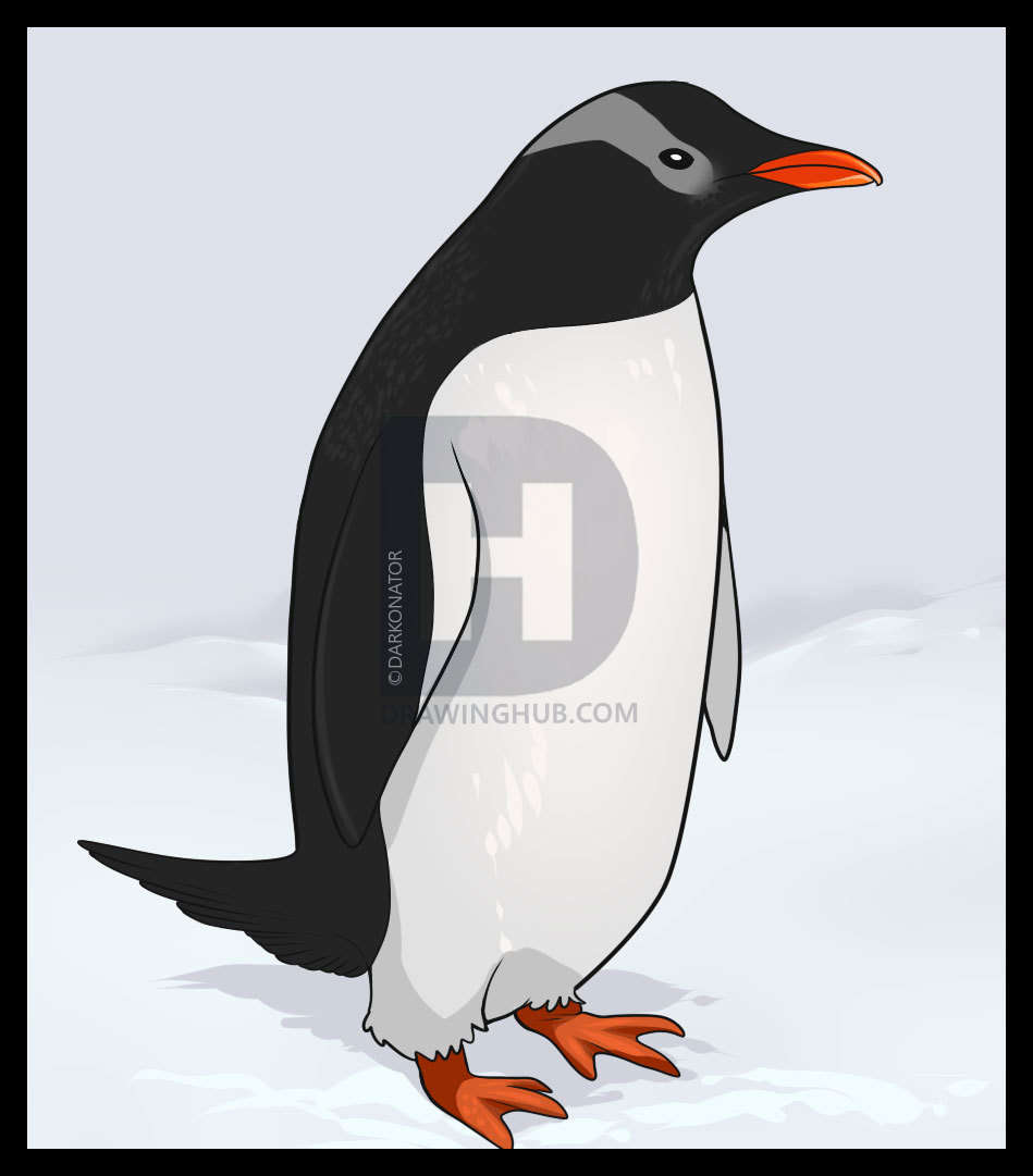 949x1081 how to draw a penguin, step - Penguin Drawing