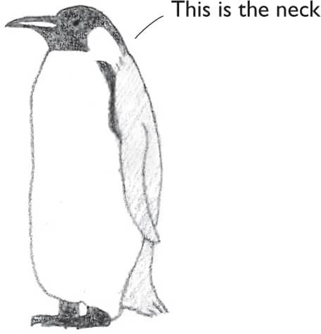 455x473 Emperor Penguin - Penguin Drawing Cute