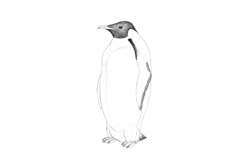 850x521 How To Draw A Penguin - Penguin Drawing Easy