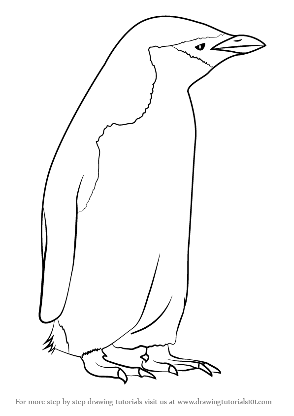 597x844 Learn How To Draw A Chinstrap Penguin - Penguin Drawing Easy