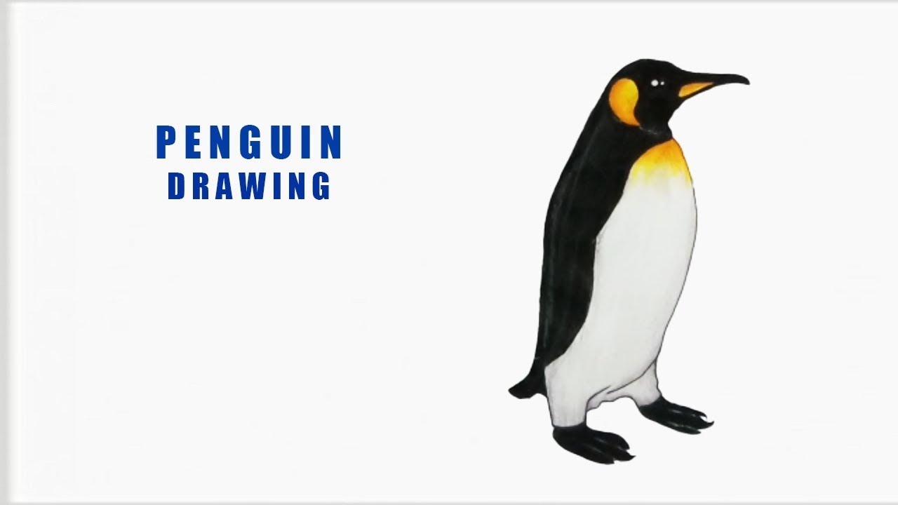 1280x720 How To Draw A Penguin Easy Step - Penguin Drawing Images