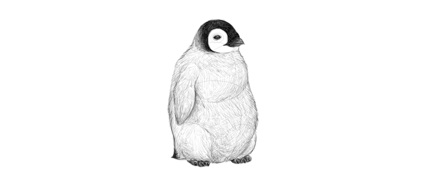 850x344 How To Draw A Penguin - Penguin Drawing Images
