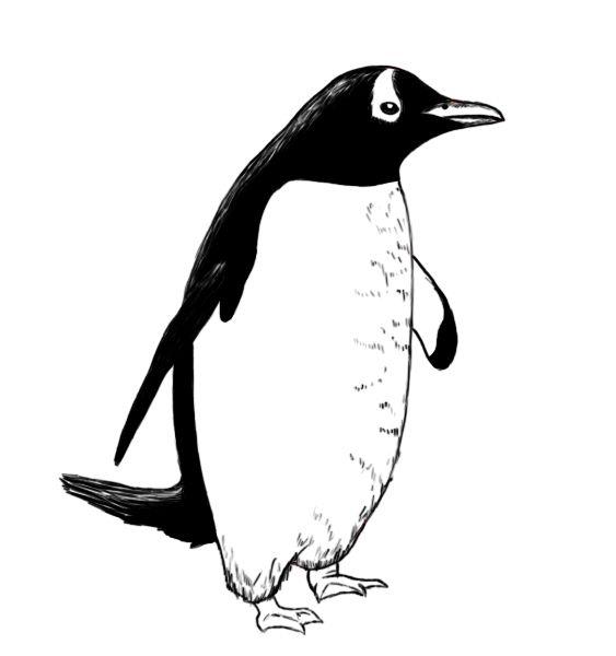 563x600 How To Draw A Penguin - Penguin Drawing Images