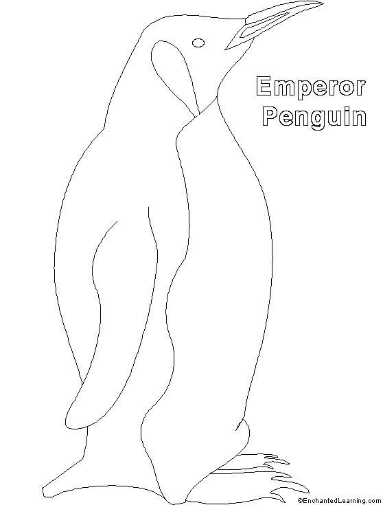 558x735 emperor penguin outline - Penguin Drawing Outline
