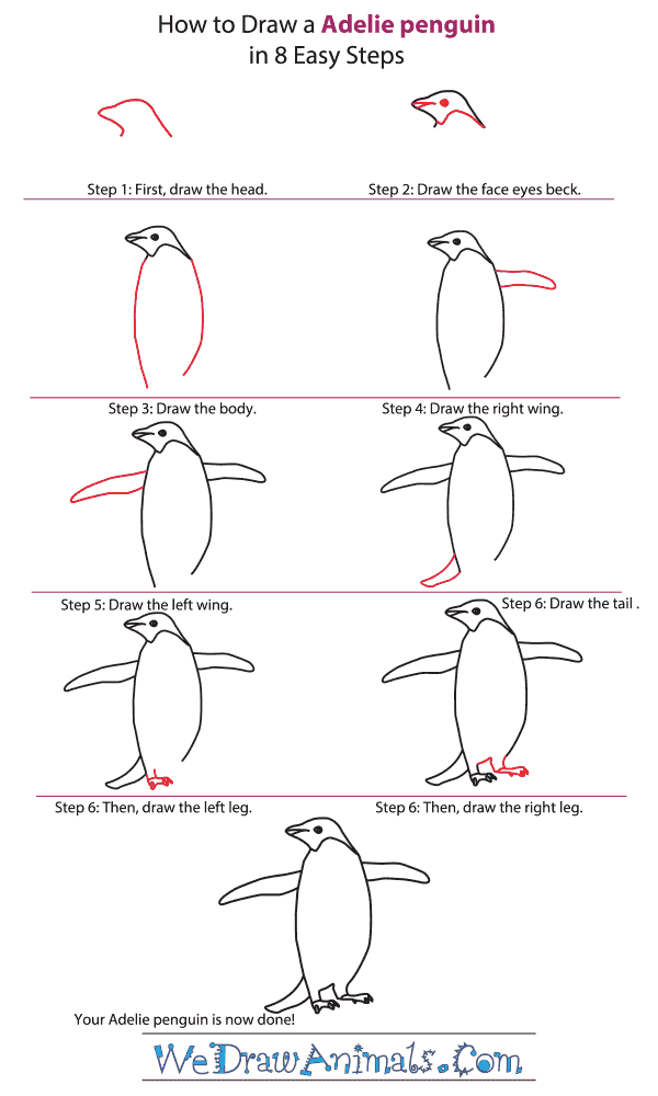 600x1000 How To Draw An Adelie Penguin - Penguin Drawing Step By Step