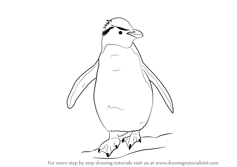 800x566 Learn How To Draw A Rockhopper Penguin - Penguin Feet Drawing