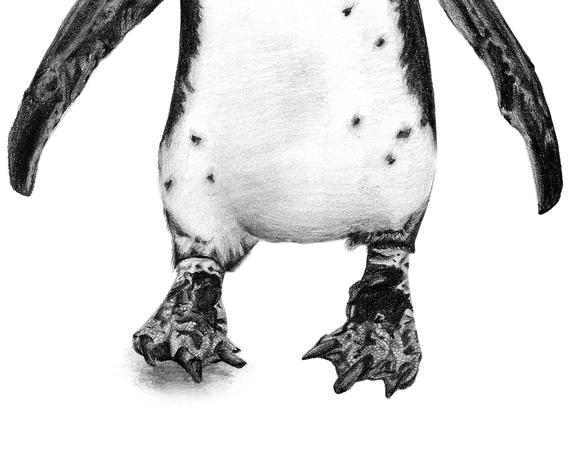 570x456 penguin feet pencil drawing print penguin illustration etsy - Penguin Feet Drawing
